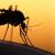 La malaria: comment l'éviter?